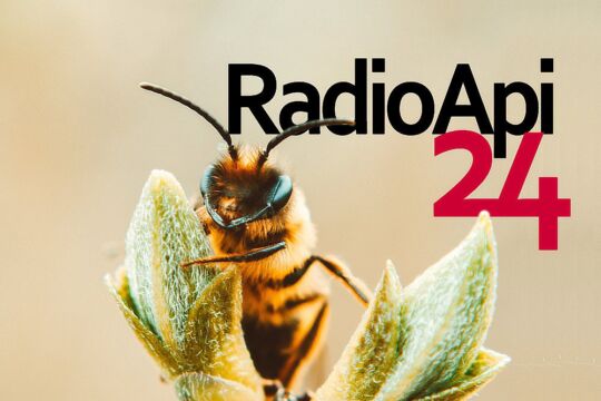 Nasce Radio Api24: la salvaguardia delle api raccontata al microfono