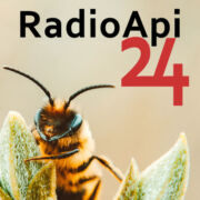 Api24